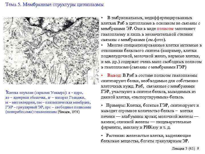 Тема 5. Мембранные структуры цитоплазмы Клетка опухоли (саркома Уоккера): я – ядро, яо –