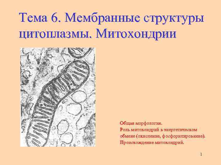 Тема 6. Мембранные структуры цитоплазмы. Митохондрии Общая морфология. Роль митохондрий в энергетическом обмене (окисление,