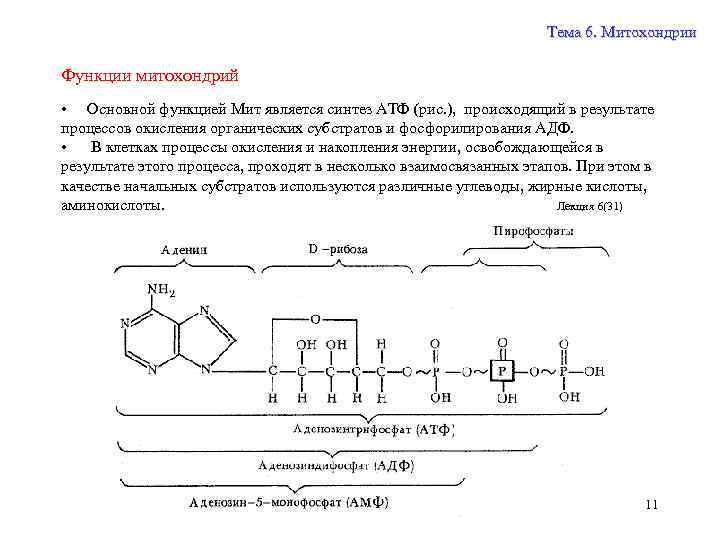 Тема 6. Митохондрии Функции митохондрий • Основной функцией Мит является синтез АТФ (рис. ),