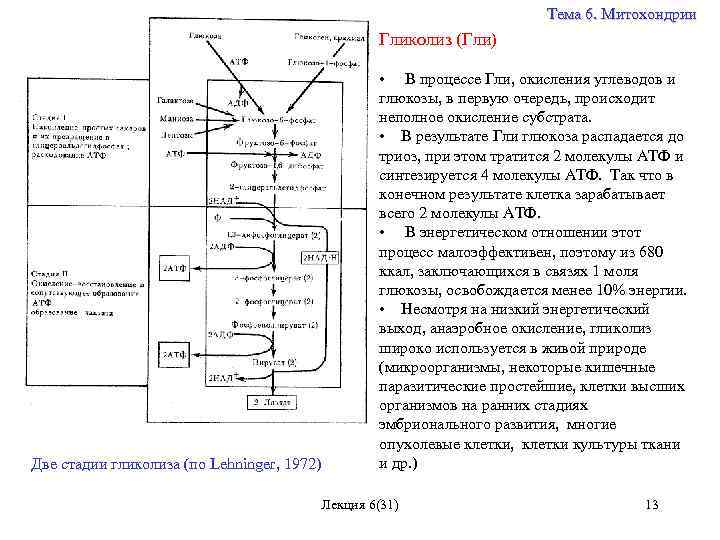 Тема 6. Митохондрии Гликолиз (Гли) Две стадии гликолиза (по Lehninger, 1972) • В процессе