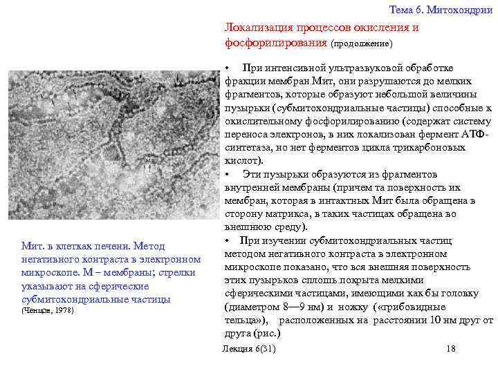 Тема 6. Митохондрии Локализация процессов окисления и фосфорилирования (продолжение) Мит. в клетках печени. Метод