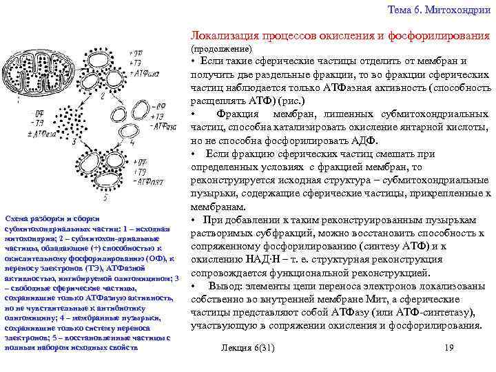 Тема 6. Митохондрии Локализация процессов окисления и фосфорилирования (продолжение) Схема разборки и сборки субмитохондриальных