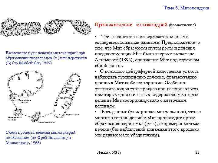 Тема 6. Митохондрии Происхождение митохондрий (продолжение) Возможные пути деления митохондрий при образовании перегородок (А)