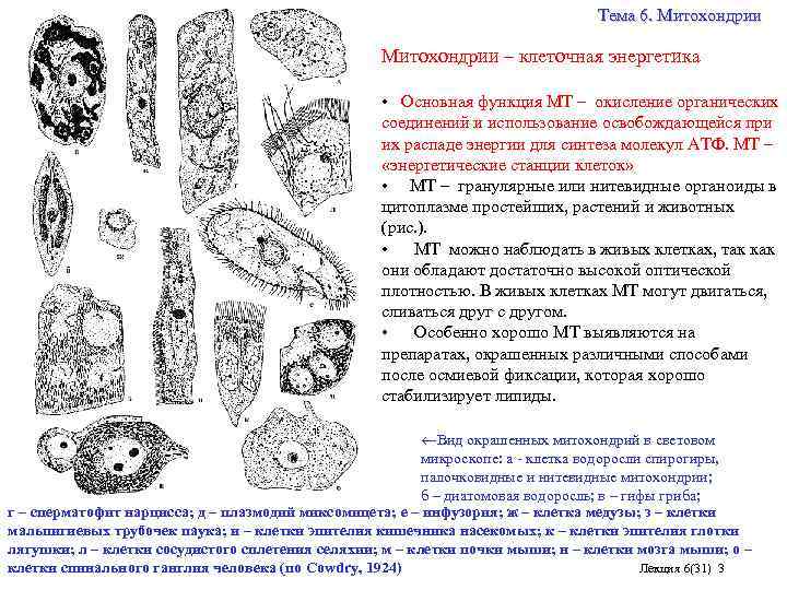 Тема 6. Митохондрии – клеточная энергетика • Основная функция МТ – окисление органических соединений