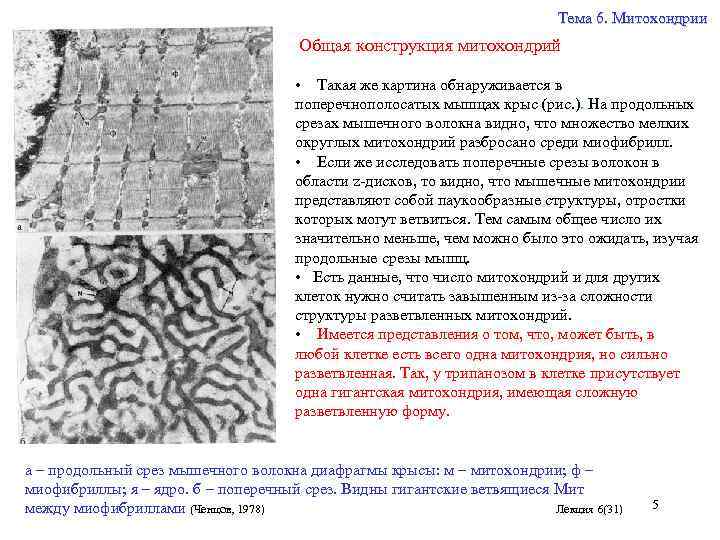 Тема 6. Митохондрии Общая конструкция митохондрий • Такая же картина обнаруживается в поперечнополосатых мышцах