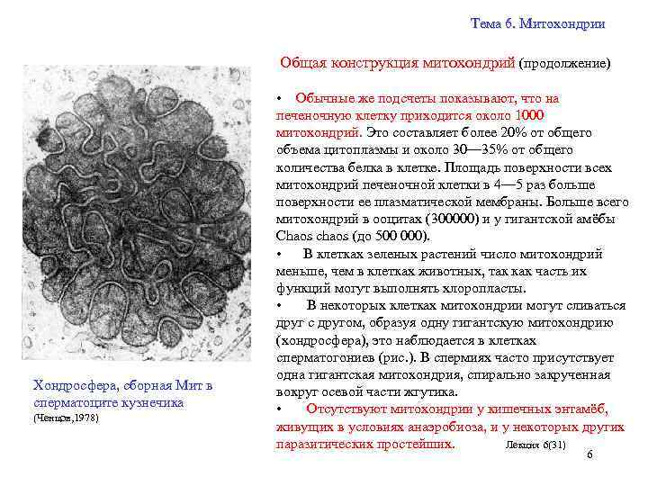 Тема 6. Митохондрии Общая конструкция митохондрий (продолжение) Хондросфера, сборная Мит в сперматоците кузнечика (Ченцов,