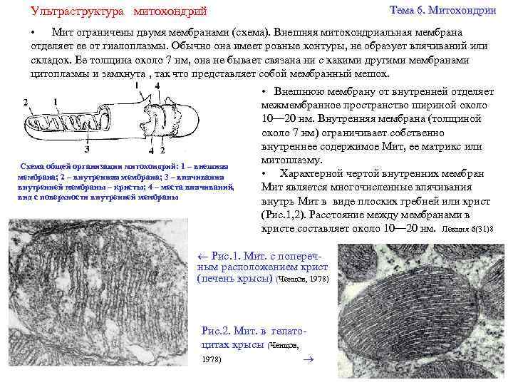 Мембранного строения митохондрии