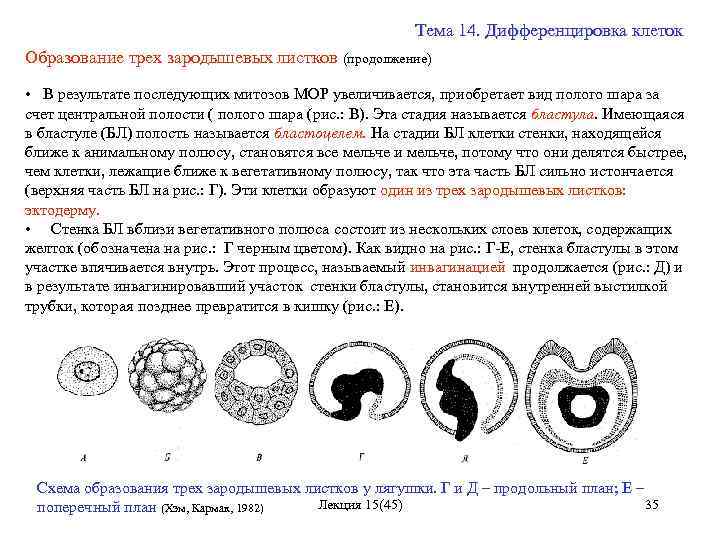 Тема 14. Дифференцировка клеток Образование трех зародышевых листков (продолжение) • В результате последующих митозов