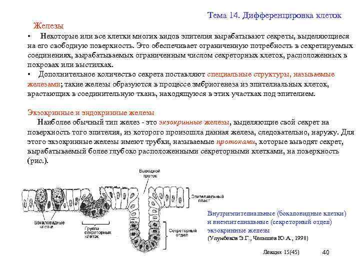 Процесс дифференцировки. Дифференциация клеток 10 класс. Дифференциация клеток в онтогенезе. Полярная дифференцировка клето. Жизненный цикл и дифференцирование клеток.