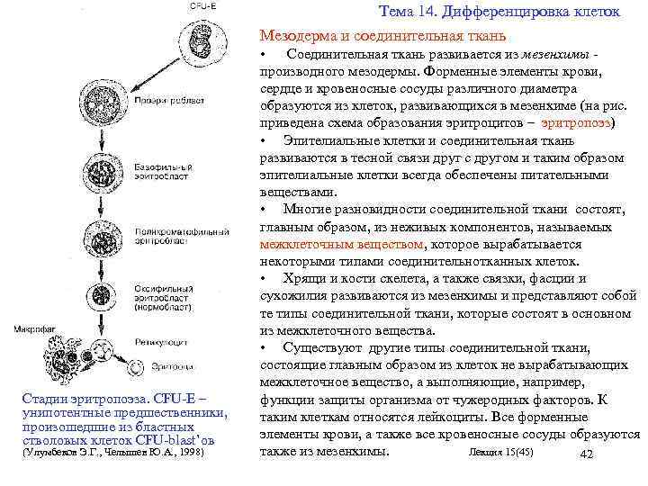 Виды клеточных популяций