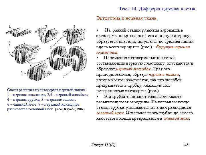 Тема 14. Дифференцировка клеток Эктодерма и нервная ткань Схема развития из эктодермы нервной ткани: