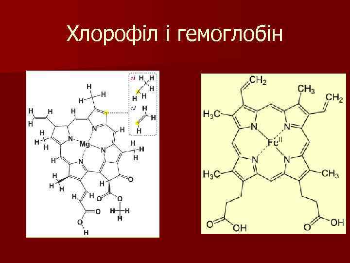 Хлорофіл і гемоглобін 