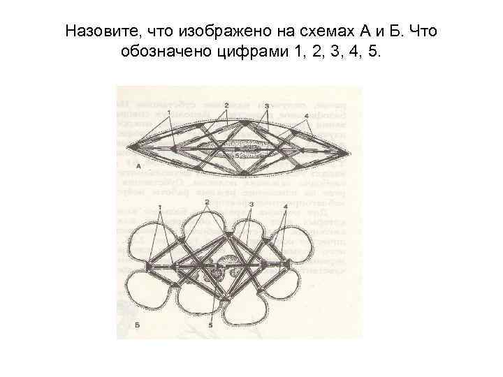 Назовите, что изображено на схемах А и Б. Что обозначено цифрами 1, 2, 3,
