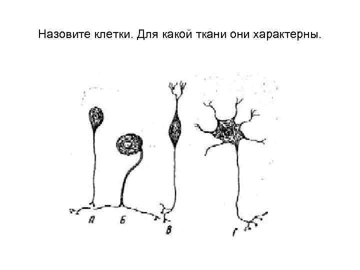 Назовите клетки. Для какой ткани они характерны. 