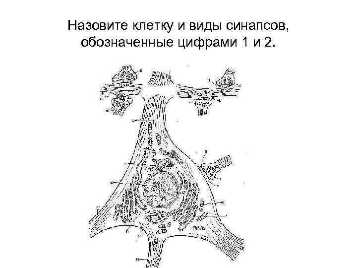 Назовите клетку и виды синапсов, обозначенные цифрами 1 и 2. 