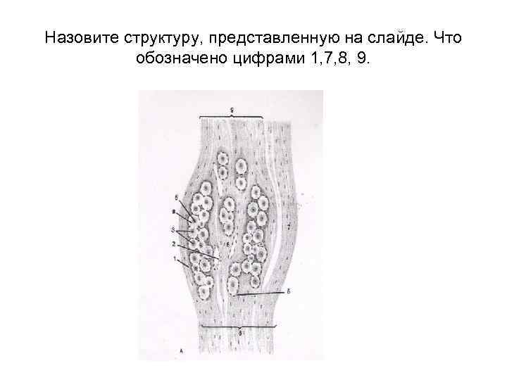 Назовите структуру, представленную на слайде. Что обозначено цифрами 1, 7, 8, 9. 