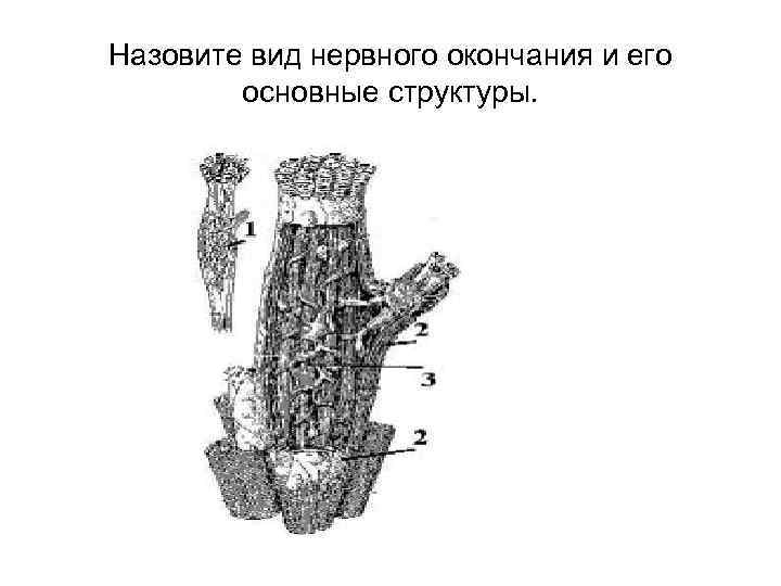 Назовите вид нервного окончания и его основные структуры. 
