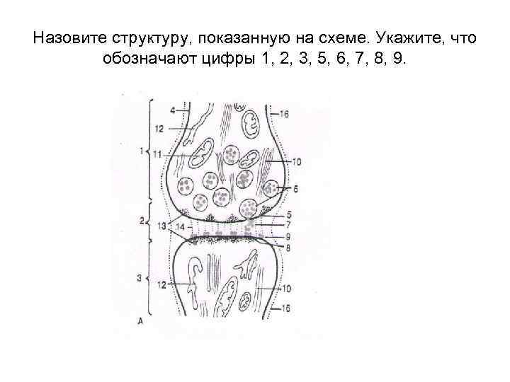Назовите структуру, показанную на схеме. Укажите, что обозначают цифры 1, 2, 3, 5, 6,