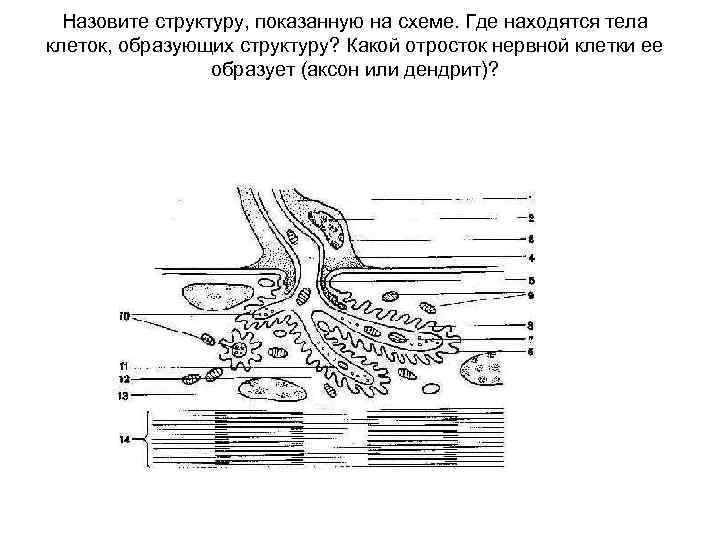 Назовите структуру, показанную на схеме. Где находятся тела клеток, образующих структуру? Какой отросток нервной