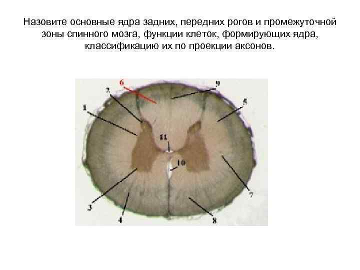 Передние рога мозга. Ядра задних Рогов спинного мозга. Ядра переднего рога спинного мозга. Собственное ядро заднего рога. Собственное ядро заднего рога спинного мозга.
