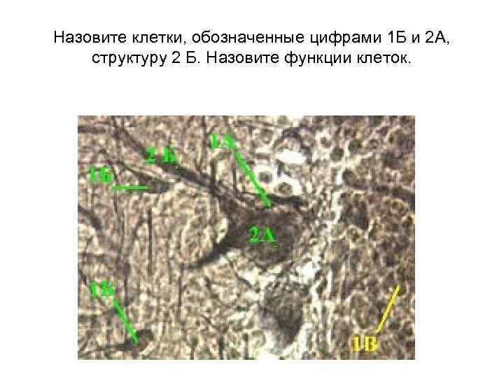 Назовите клетки, обозначенные цифрами 1 Б и 2 А, структуру 2 Б. Назовите функции