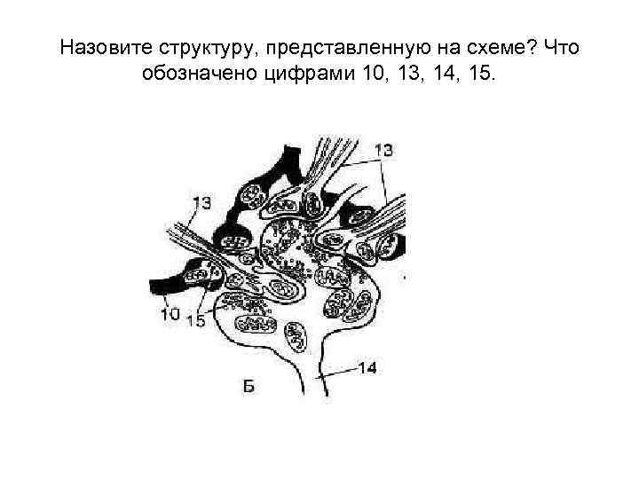 Назовите структуру, представленную на схеме? Что обозначено цифрами 10, 13, 14, 15. 