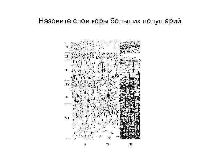 Назовите слои коры больших полушарий. 