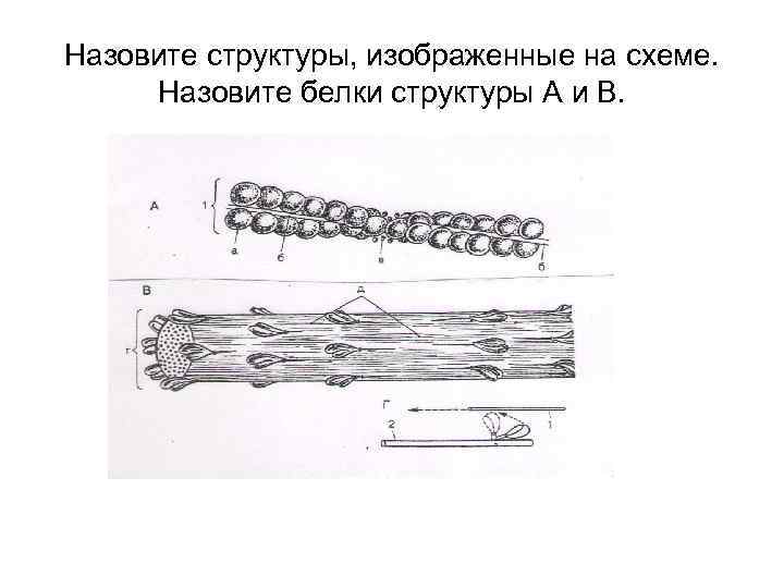 Назовите структуры, изображенные на схеме. Назовите белки структуры А и В. 