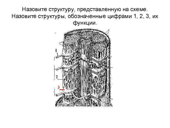 Назовите структуру, представленную на схеме. Назовите структуры, обозначенные цифрами 1, 2, 3, их функции.