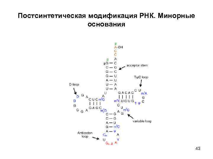 Химическая модификация. Минорные основания ТРНК. Минорные основания РНК. Минорные азотистые основания в ТРНК. Минорные пиримидиновые основания ТРНК.