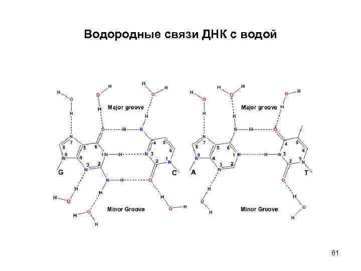 Число водородных связей днк. Водородные связи между нуклеотидами. Строение ДНК водородные связи. Образование водородных связей в ДНК. Водородные связи в ДНК между.