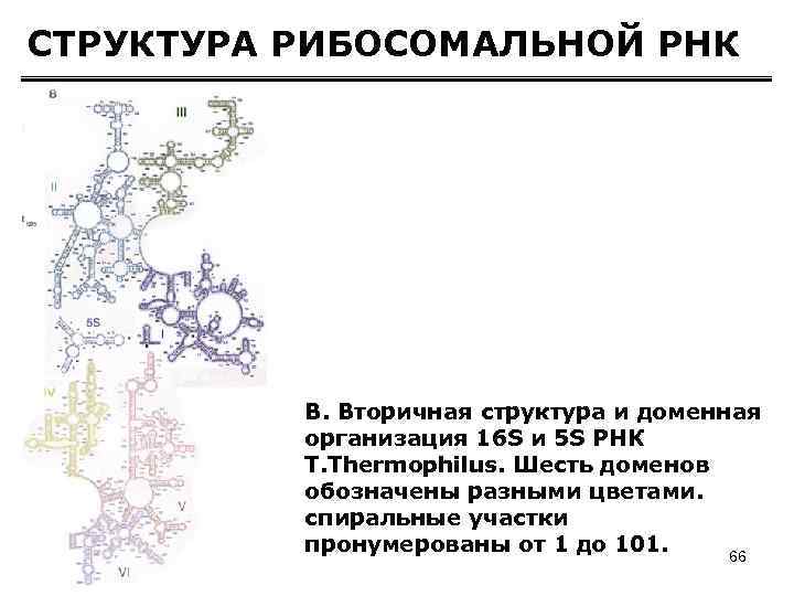 Вторичная рнк. Структура рибосомальной РНК. Вторичная структура рибосомальной РНК. Вторичная структура РРНК. Пространственная структура РРНК.