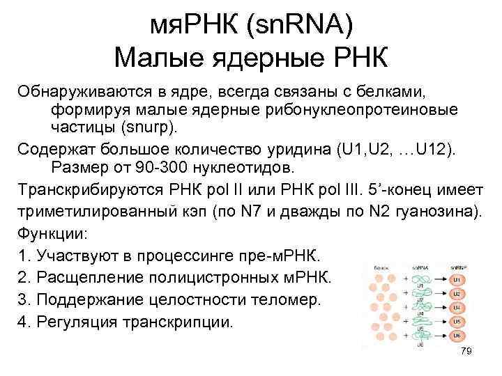Малые рнк. МЯРНК функции. Малая ядерная РНК. Малые ядерные РНК структура. U1 МЯРНК строение.