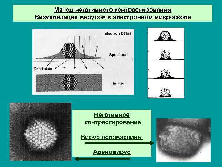 Метод негативного контрастирования Визуализация вирусов в электронном микроскопе Негативное контрастирование Вирус осповакцины Аденовирус 