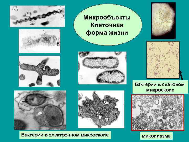 Микрообъекты Клеточная форма жизни Бактерии в световом микроскопе Бактерии в электронном микроскопе микоплазма 