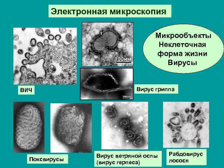 Бактерии являются неклеточной формой жизни