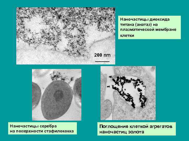 Наночастицы диоксида титана (анатаз) на плазматической мембране клетки 200 nm Наночастицы серебра на поверхности