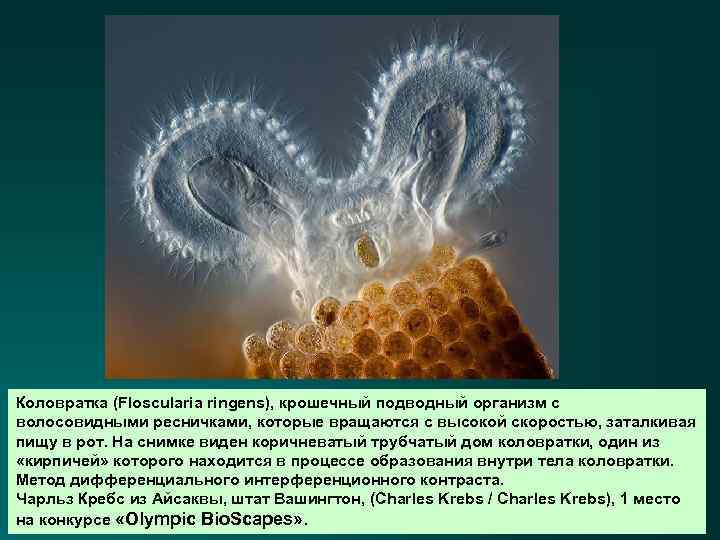 Коловратка (Floscularia ringens), крошечный подводный организм с волосовидными ресничками, которые вращаются с высокой скоростью,