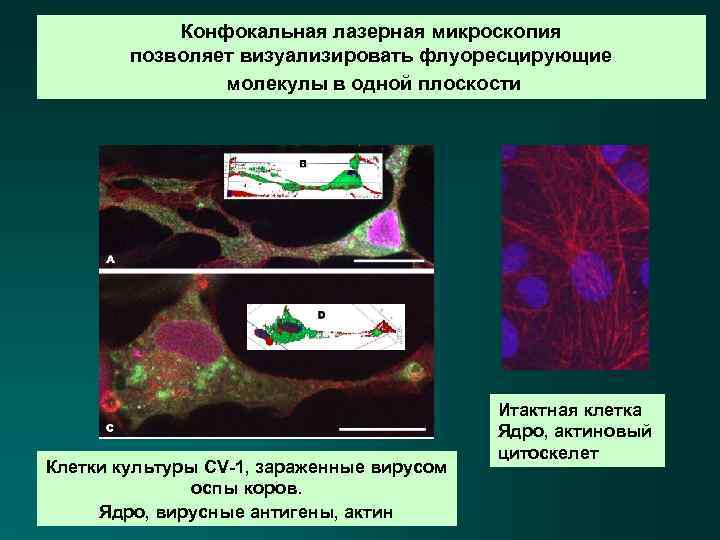 Конфокальная лазерная микроскопия позволяет визуализировать флуоресцирующие молекулы в одной плоскости Клетки культуры CV-1, зараженные