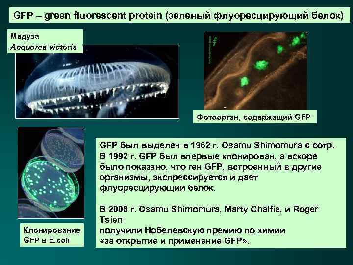 GFP – green fluorescent protein (зеленый флуоресцирующий белок) Медуза Aequorea victoria Фотоорган, содержащий GFP