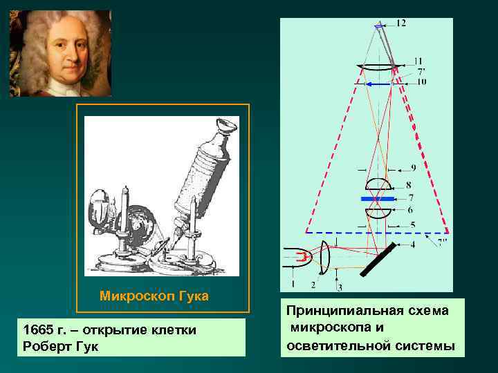 Микроскоп Гука 1665 г. – открытие клетки Роберт Гук Принципиальная схема микроскопа и осветительной