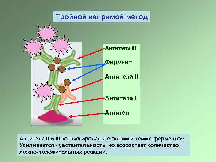 Тройной непрямой метод Антитела III Фермент Антитела II Антитела I Антиген Антитела II и