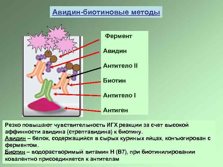 Авидин-биотиновые методы Фермент Авидин Антитело II Биотин Антитело I Антиген Резко повышают чувствительность ИГХ