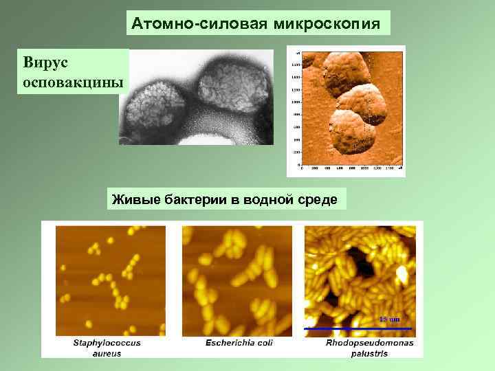 Атомно-силовая микроскопия Вирус осповакцины Живые бактерии в водной среде 
