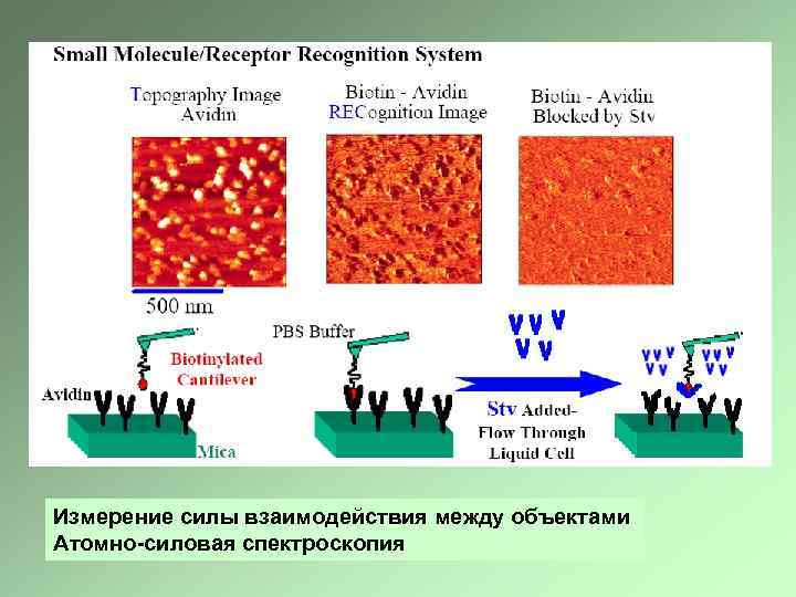 Измерение силы взаимодействия между объектами Атомно-силовая спектроскопия 