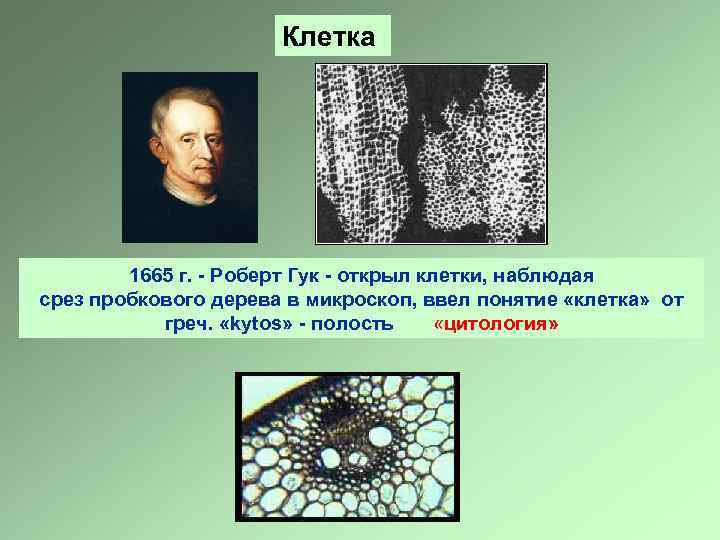 Видишь клетки. Роберт Гук в 1665 г.. Роберт Гук срез пробкового дерева. Роберт Гук 1665 открытие. Роберт Гук клетка.