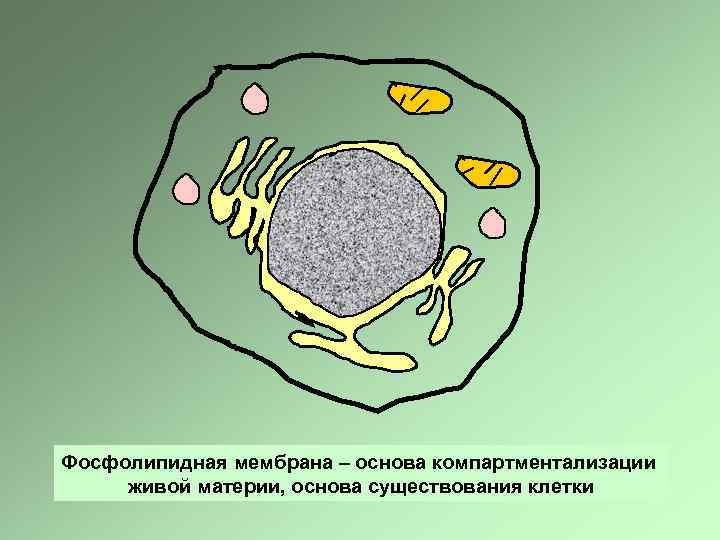 Фосфолипидная мембрана – основа компартментализации живой материи, основа существования клетки 