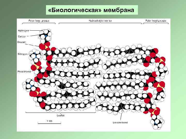  «Биологическая» мембрана 