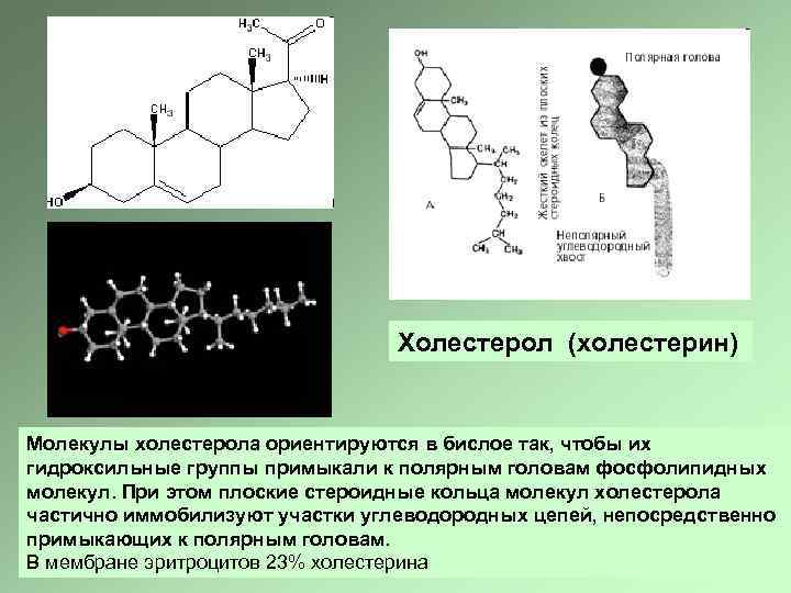 Холестерол (холестерин) Молекулы холестерола ориентируются в бислое так, чтобы их гидроксильные группы примыкали к