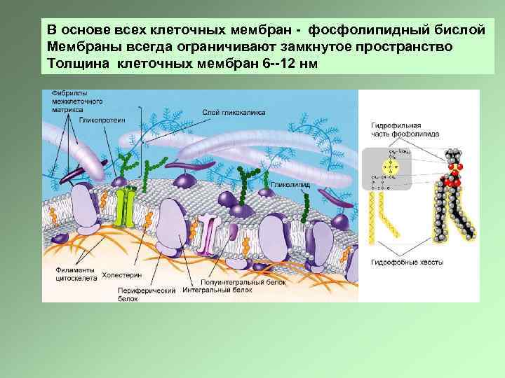 В основе всех клеточных мембран - фосфолипидный бислой Мембраны всегда ограничивают замкнутое пространство Толщина